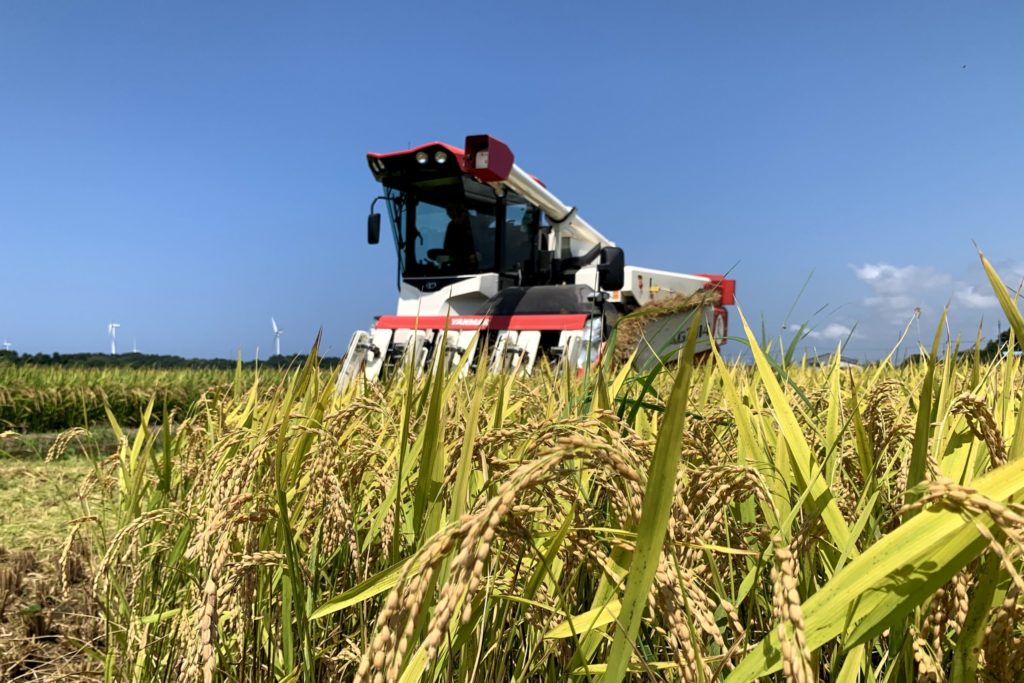 米を収穫する