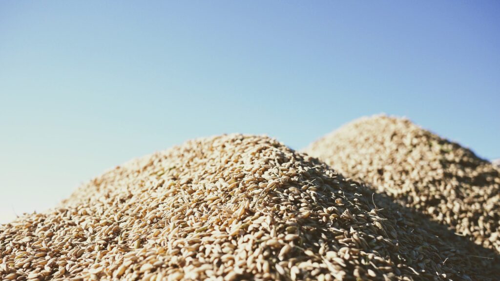 収穫したばかりのお米